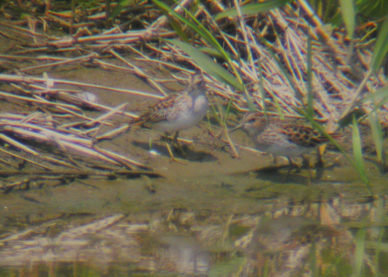 Langzehen-Strandläufer - ML38581121