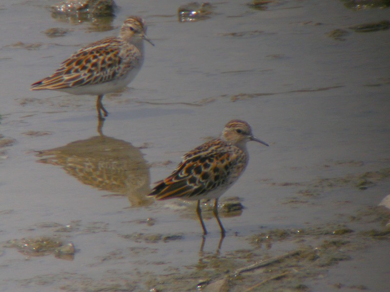 Long-toed Stint - ML38581131