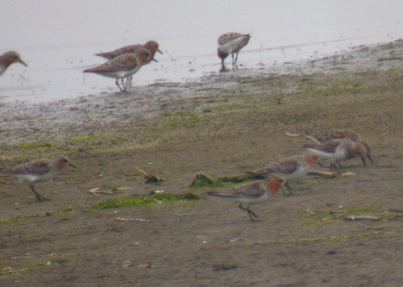 Red-necked Stint - Michael Todd