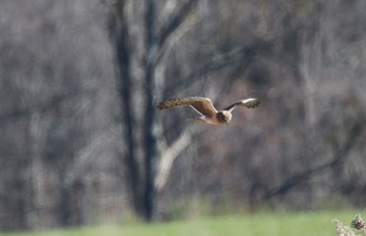 Northern Harrier - Sandy C