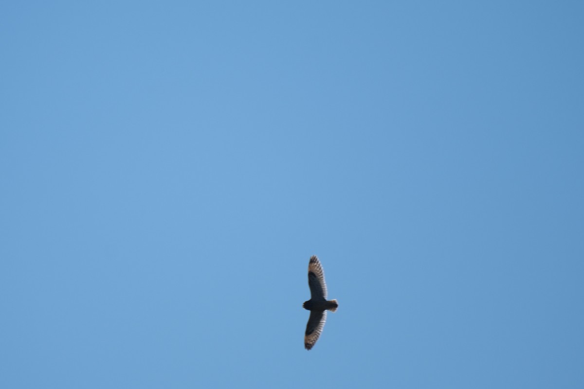 Short-eared Owl - Todd DeVore