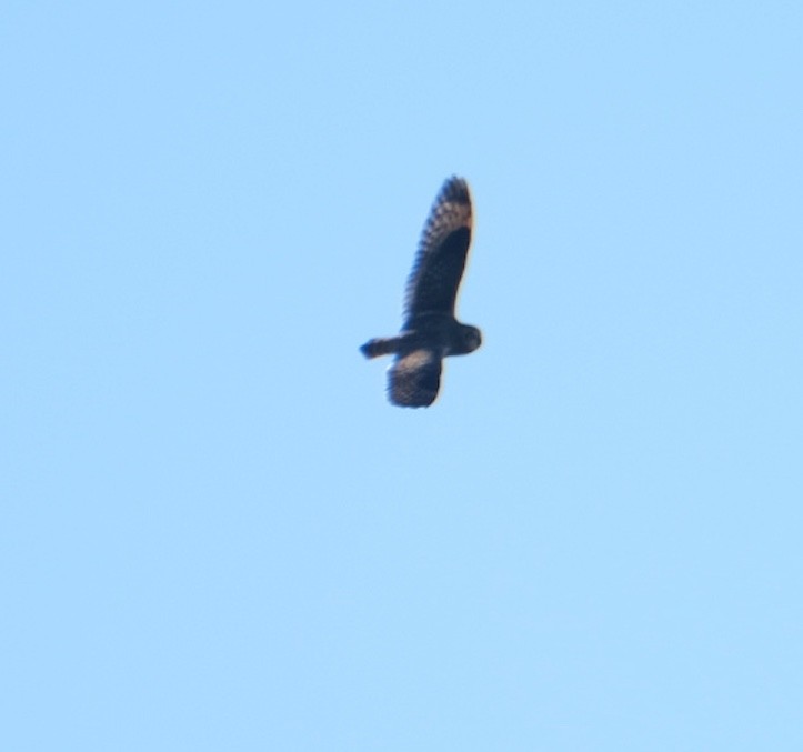 Short-eared Owl - ML385814551