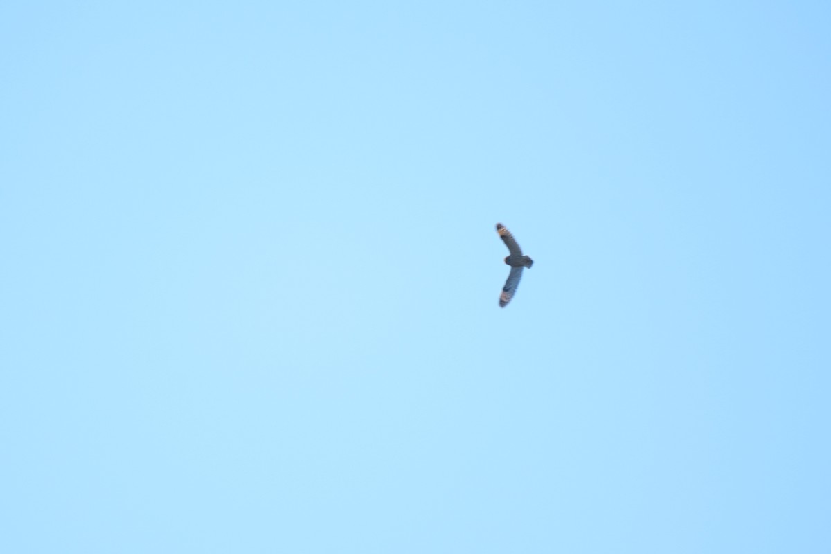 Short-eared Owl - Todd DeVore