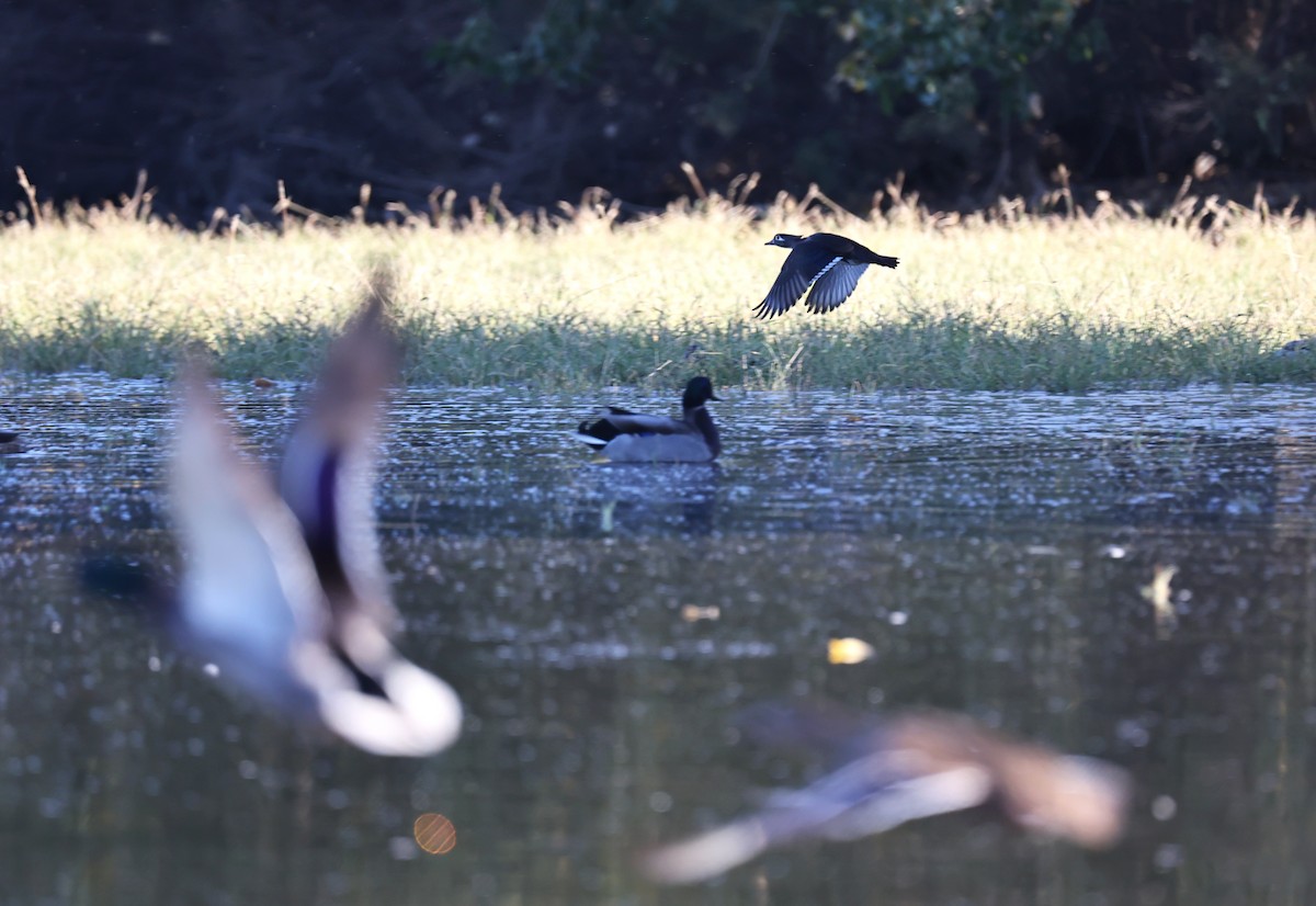 Wood Duck - ML385814941