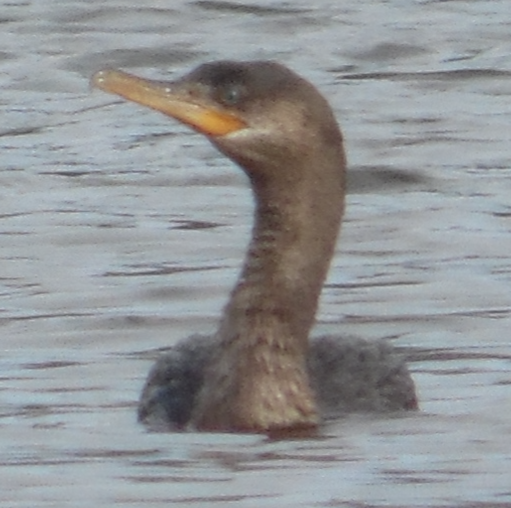 Neotropic Cormorant - ML385815371