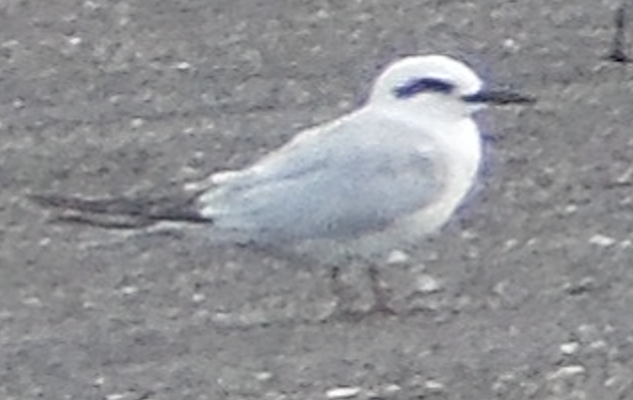 Snowy-crowned Tern - ML385816531