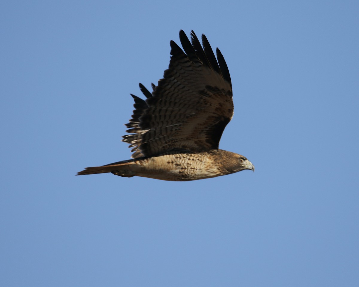 Red-tailed Hawk - Mickey Dyke