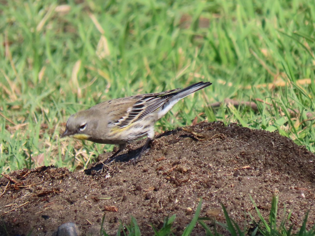 Yellow-rumped Warbler - ML385819781