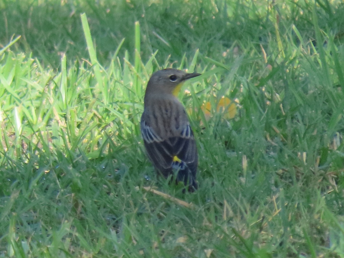 Yellow-rumped Warbler - ML385819801