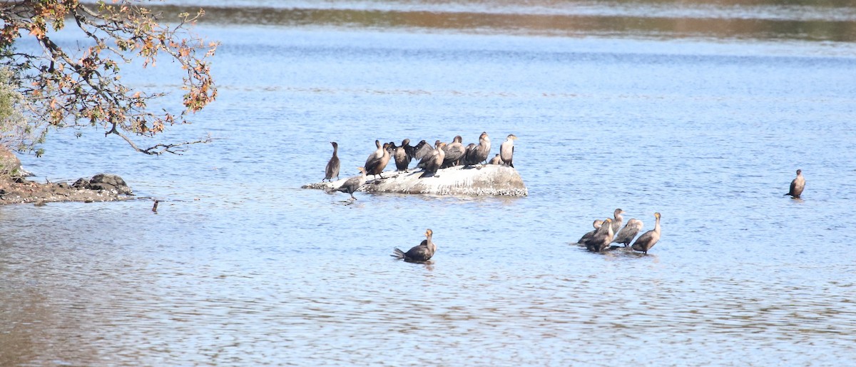 Double-crested Cormorant - ML385820141