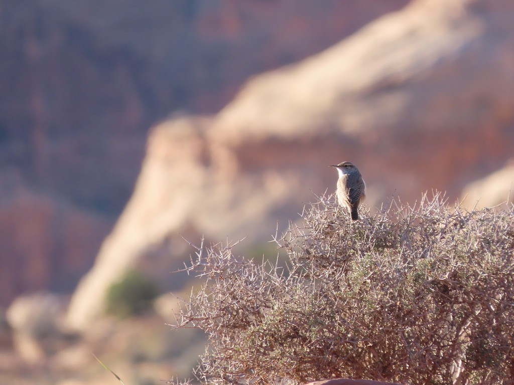 Rock Wren - ML385820871