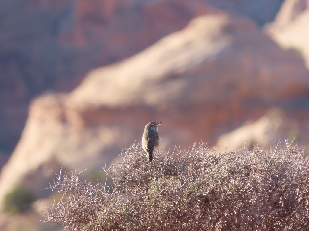 Rock Wren - ML385820881