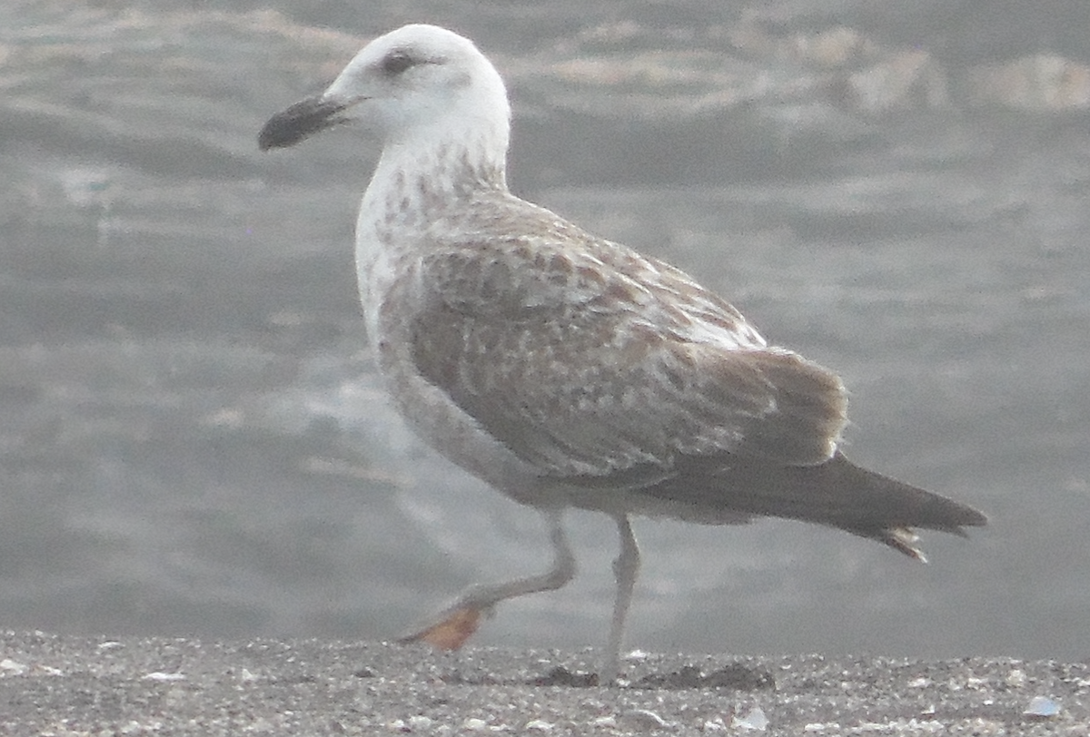 Kelp Gull - ML385821041