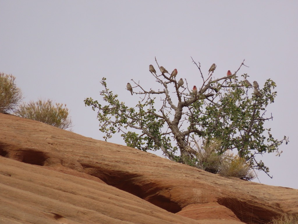 House Finch - ML385822711