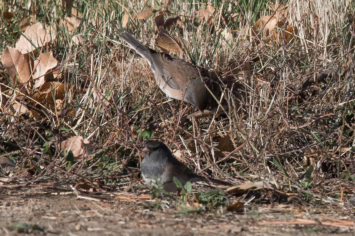 Dark-eyed Junco - ML385825621