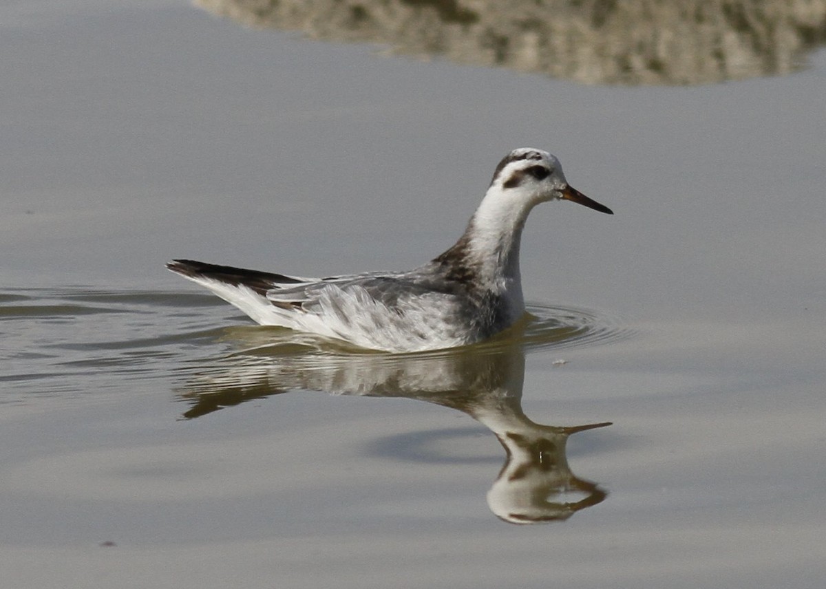 Red Phalarope - ML38582591