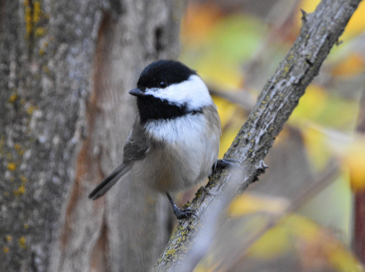 Black-capped Chickadee - ML385826711