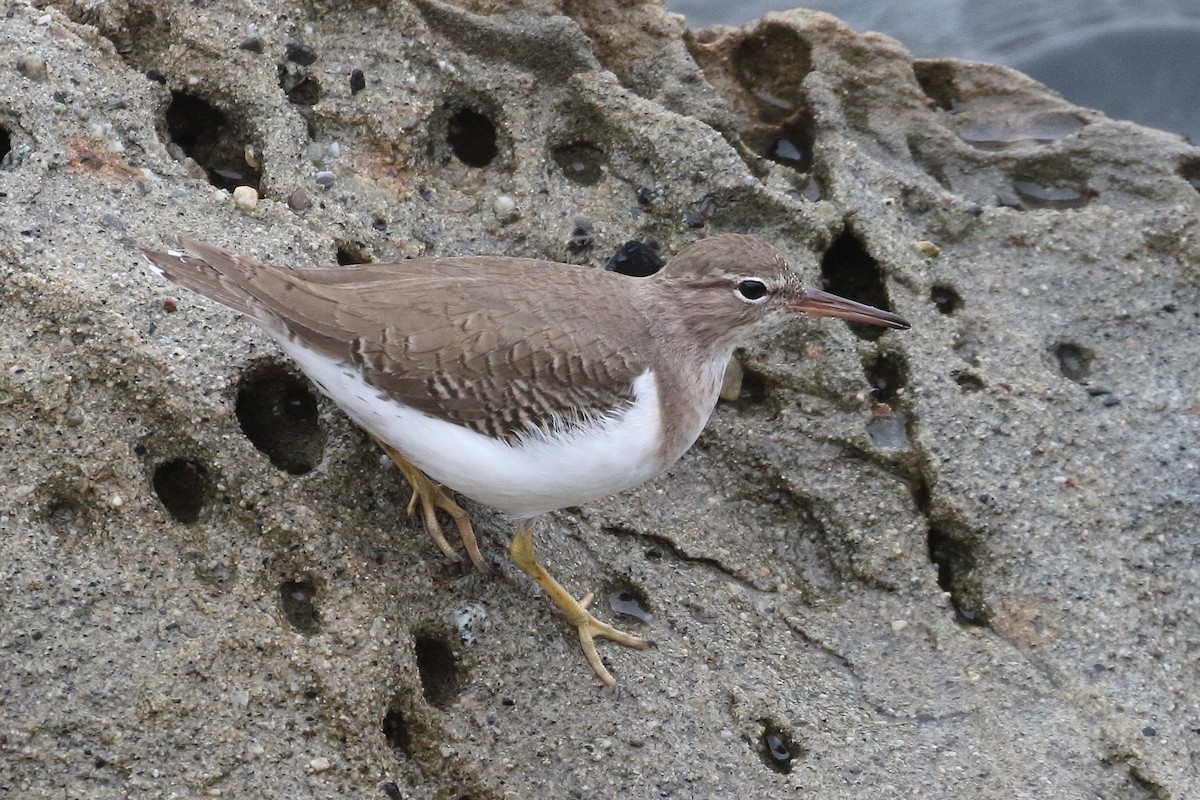 Spotted Sandpiper - ML385827141