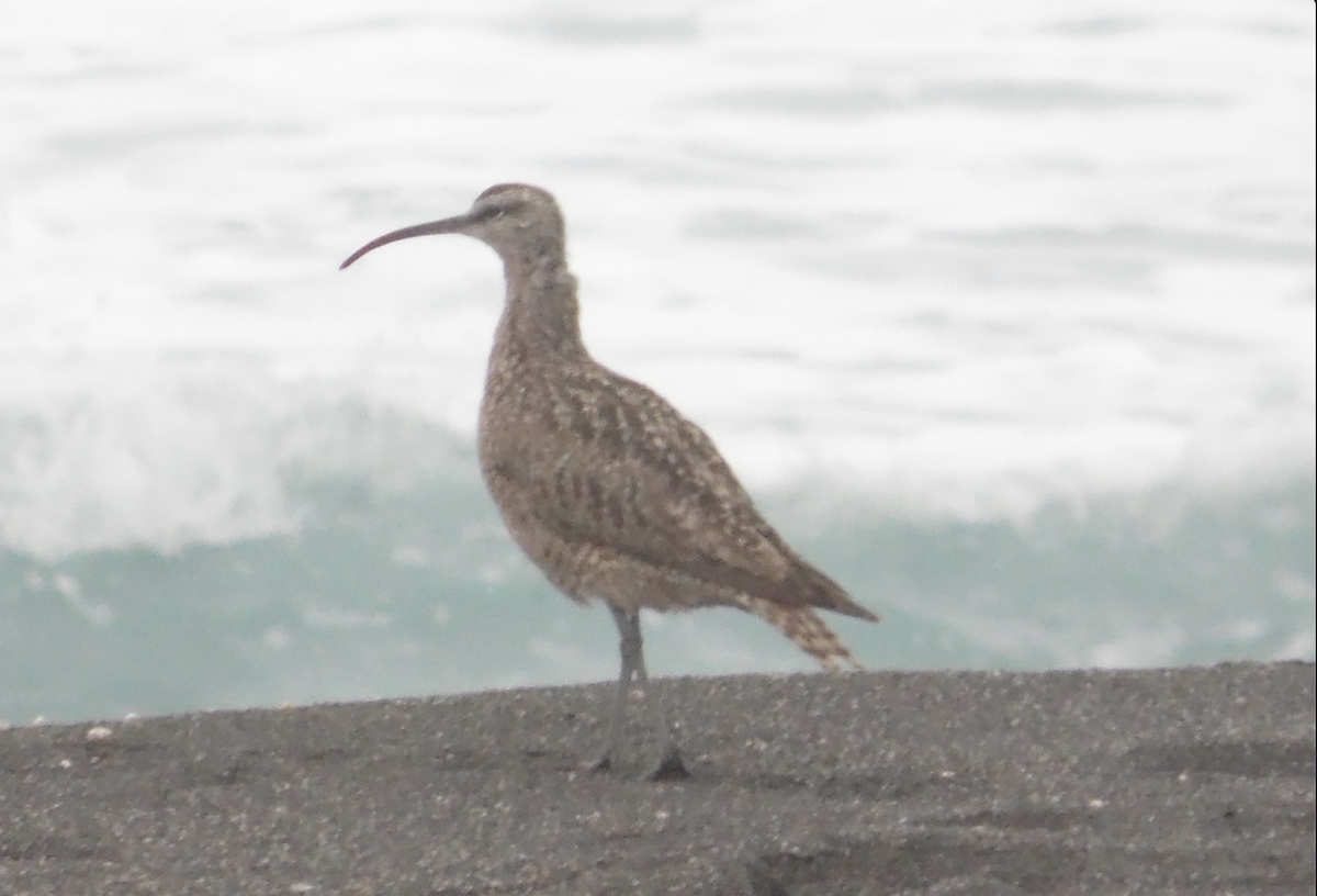 Whimbrel - ML385829371