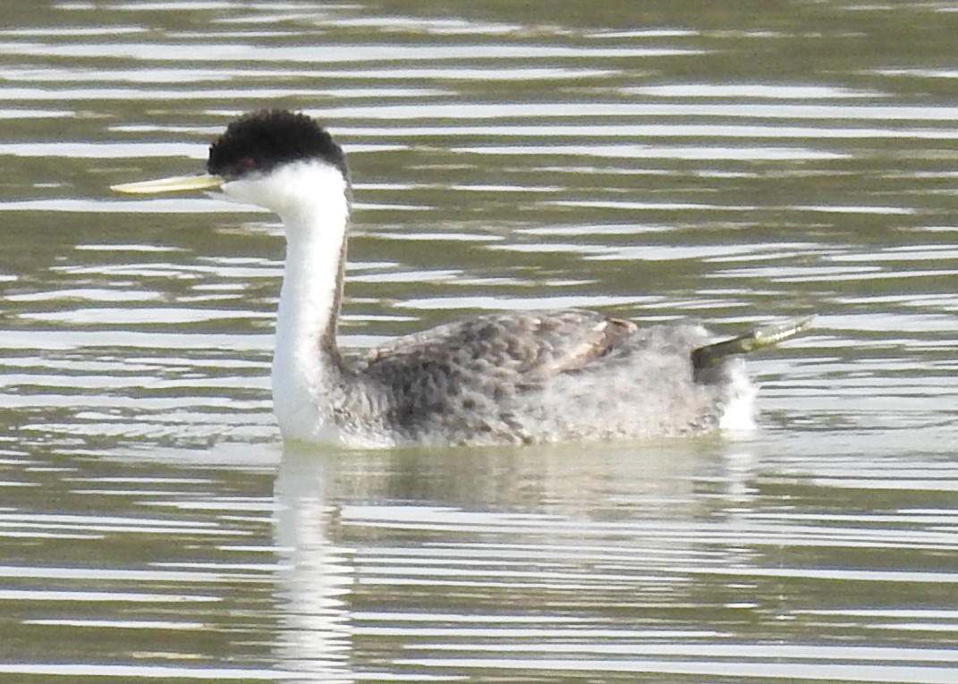 Western Grebe - Barbara Peck