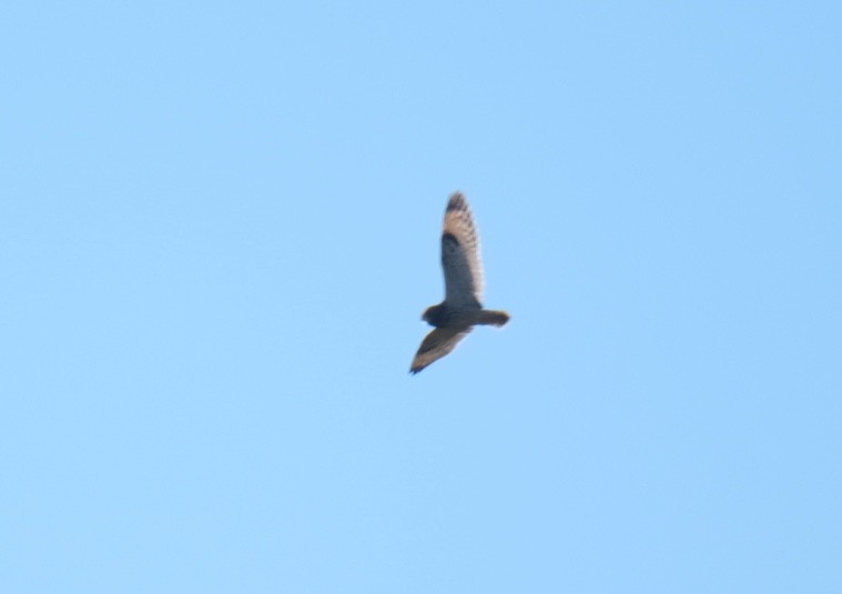 Short-eared Owl - ML385829841