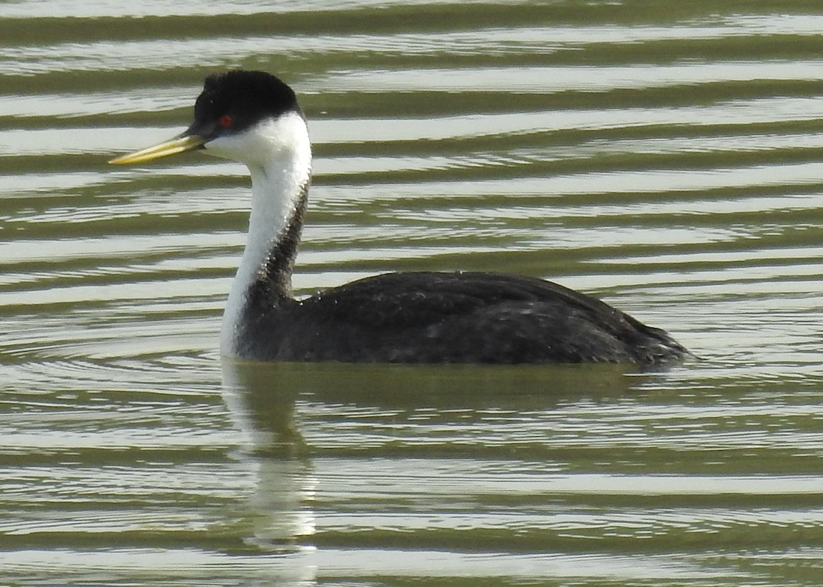 Western Grebe - Barbara Peck