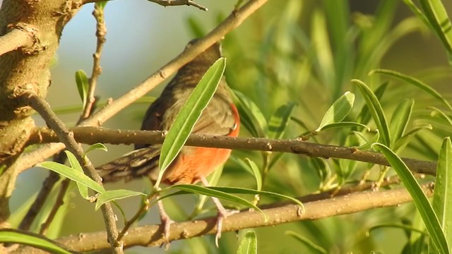 Olivscheitel-Bandvogel - ML385830091