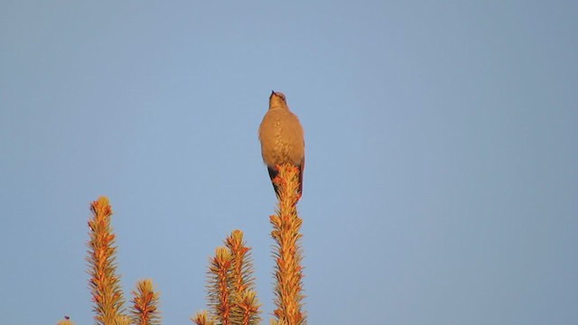 Townsend's Solitaire - ML385830351
