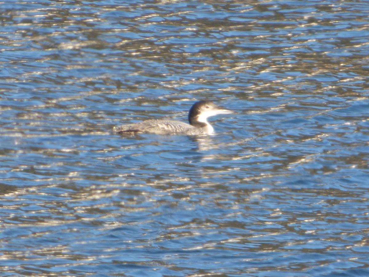 Common Loon - ML385831041