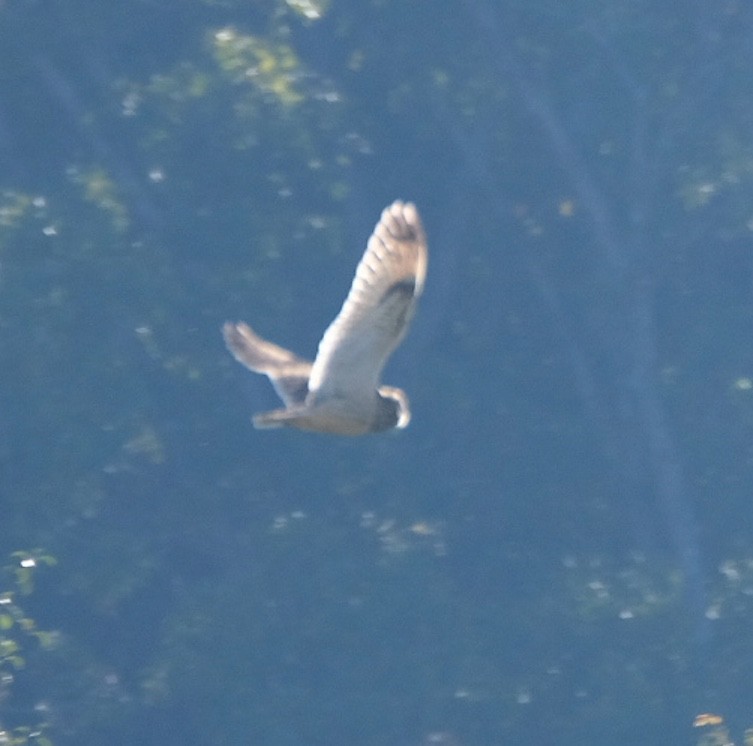 Short-eared Owl - ML385831361