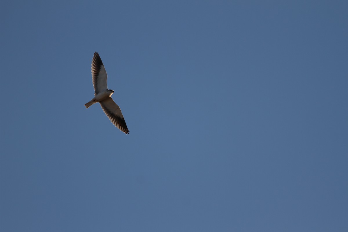 Black-winged Kite - ML38583161