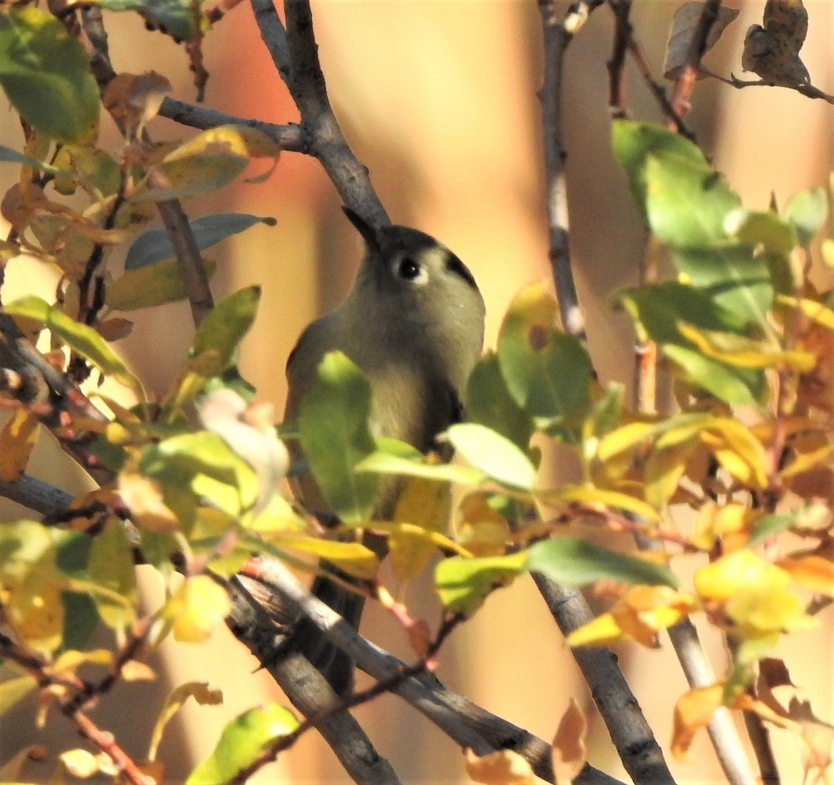 Ruby-crowned Kinglet - ML385831701