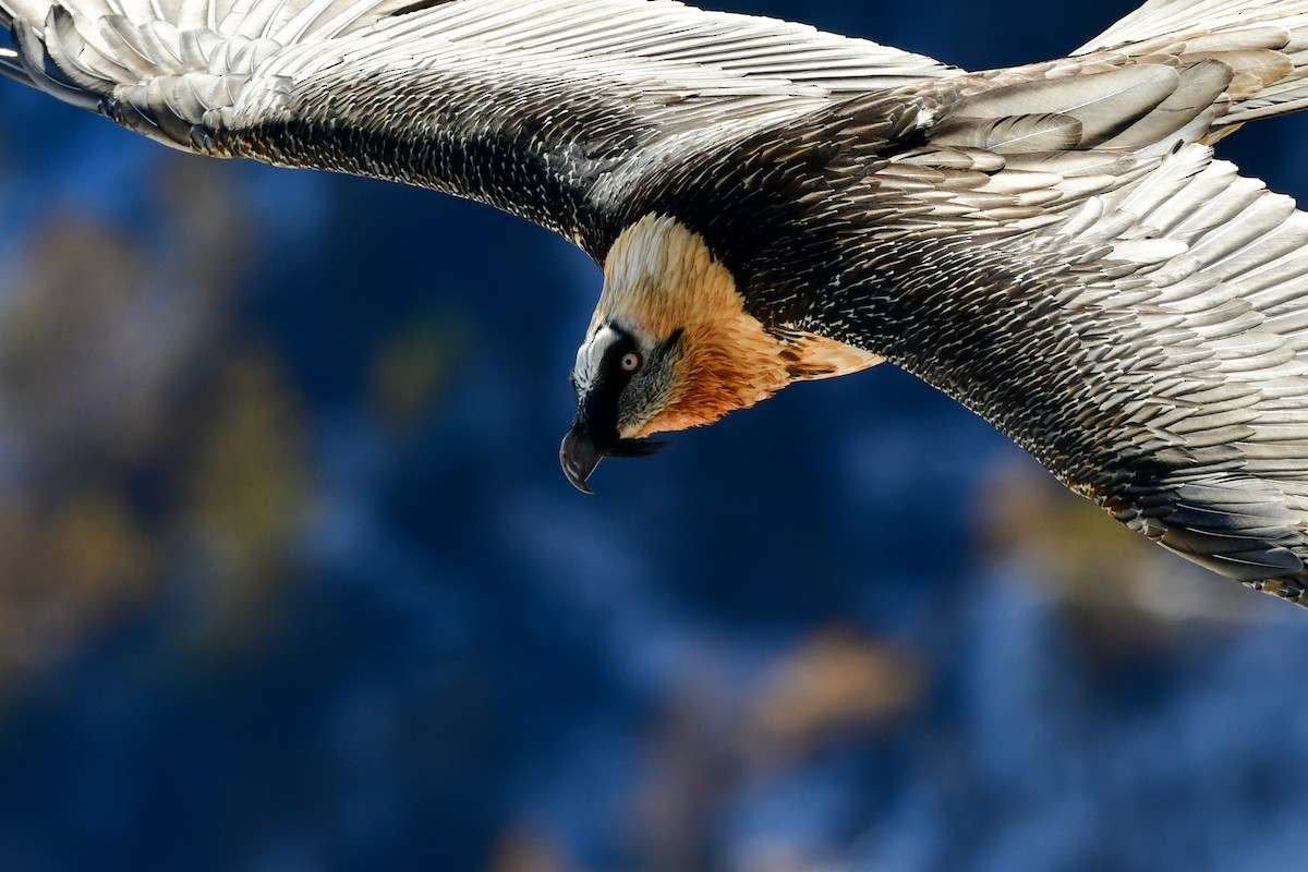 Bearded Vulture - ML385831891