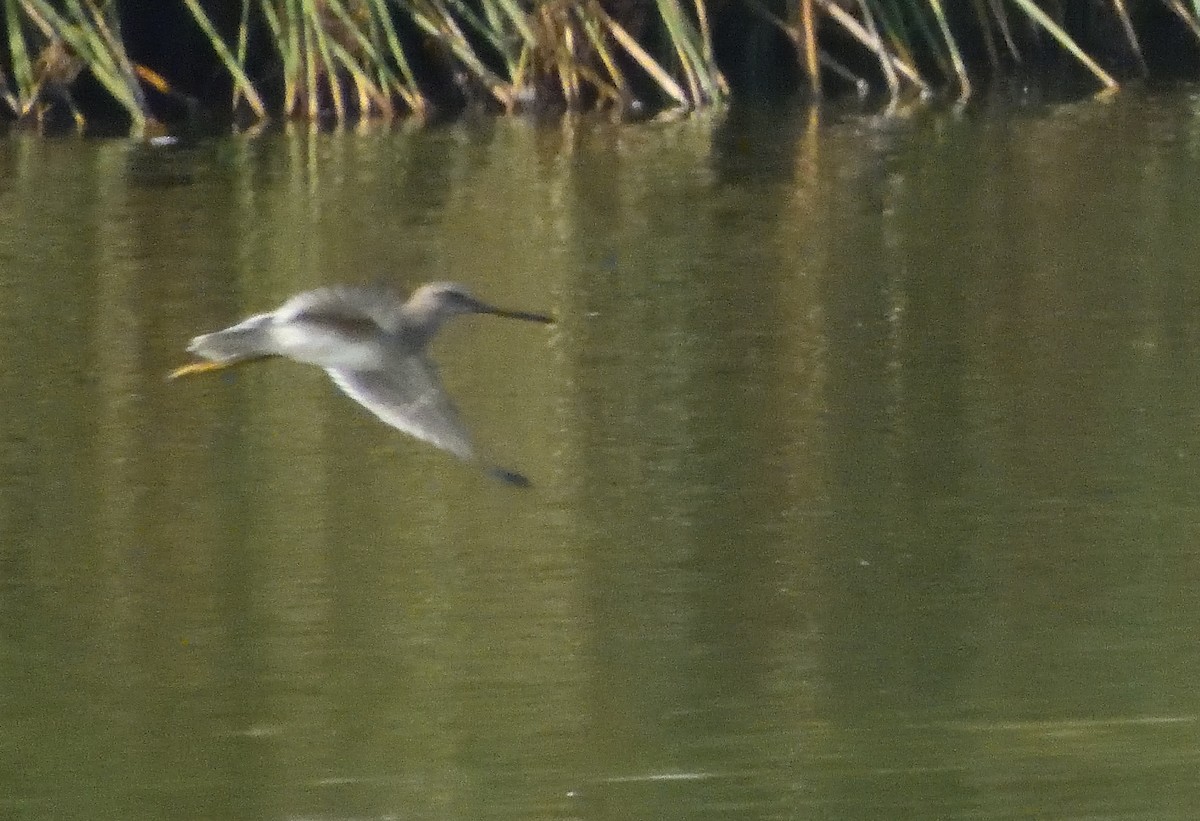 Long-billed Dowitcher - ML385833381