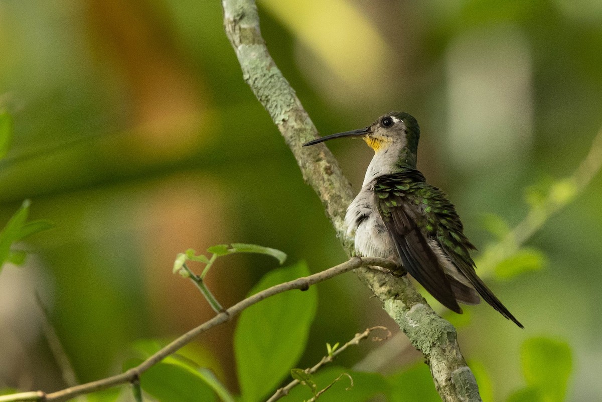 kolibřík klínoocasý (ssp. curvipennis) - ML385836611