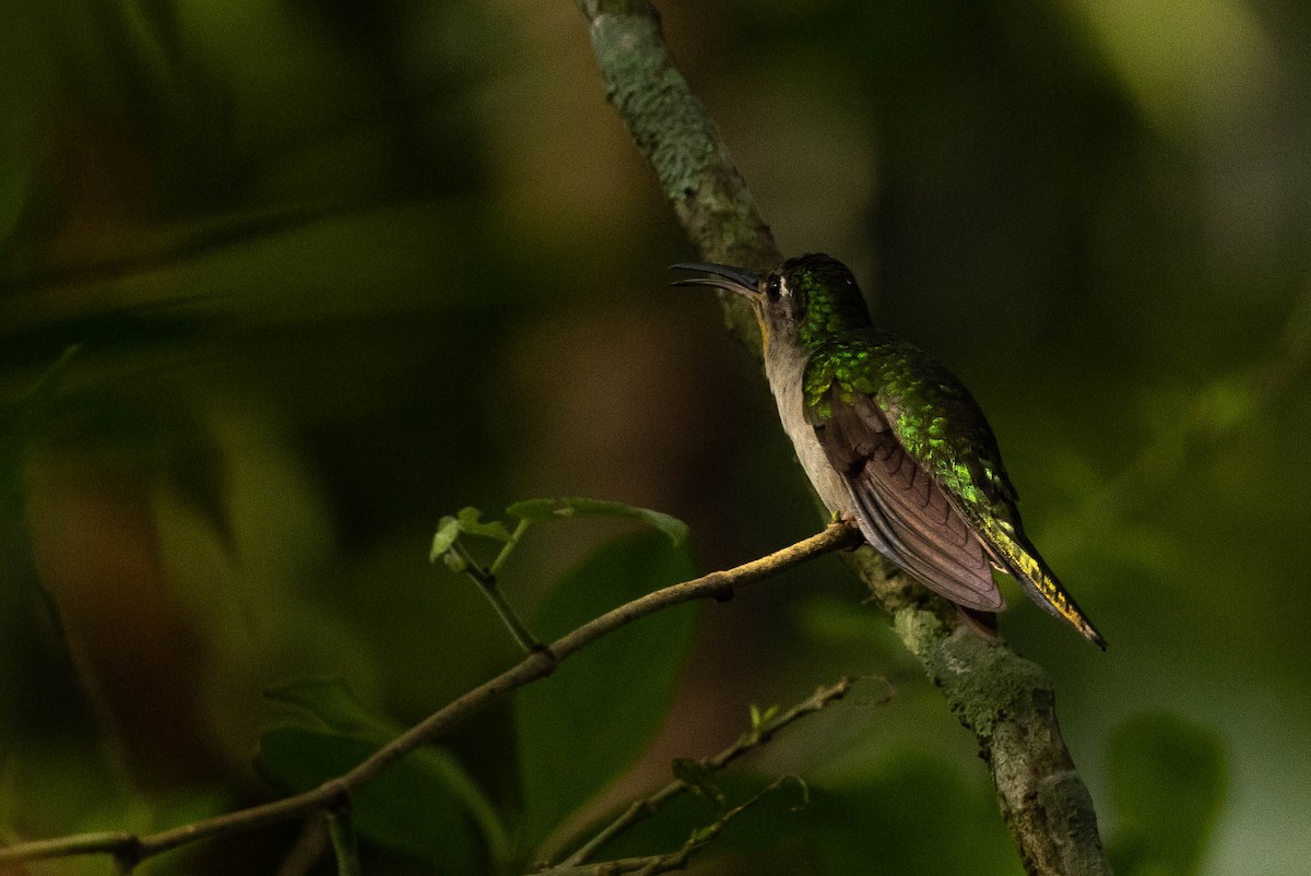 Wedge-tailed Sabrewing (Curve-winged) - Doug Gochfeld