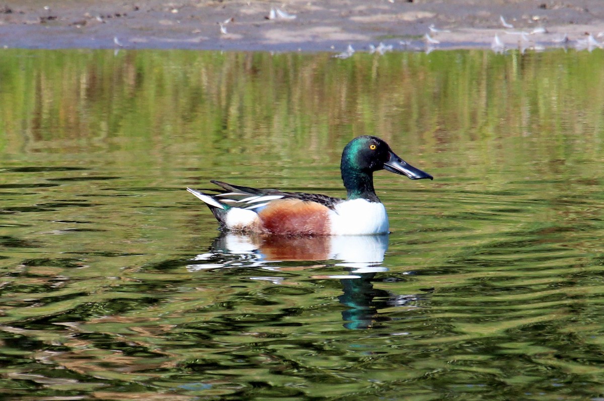 Northern Shoveler - Mark Scheuerman