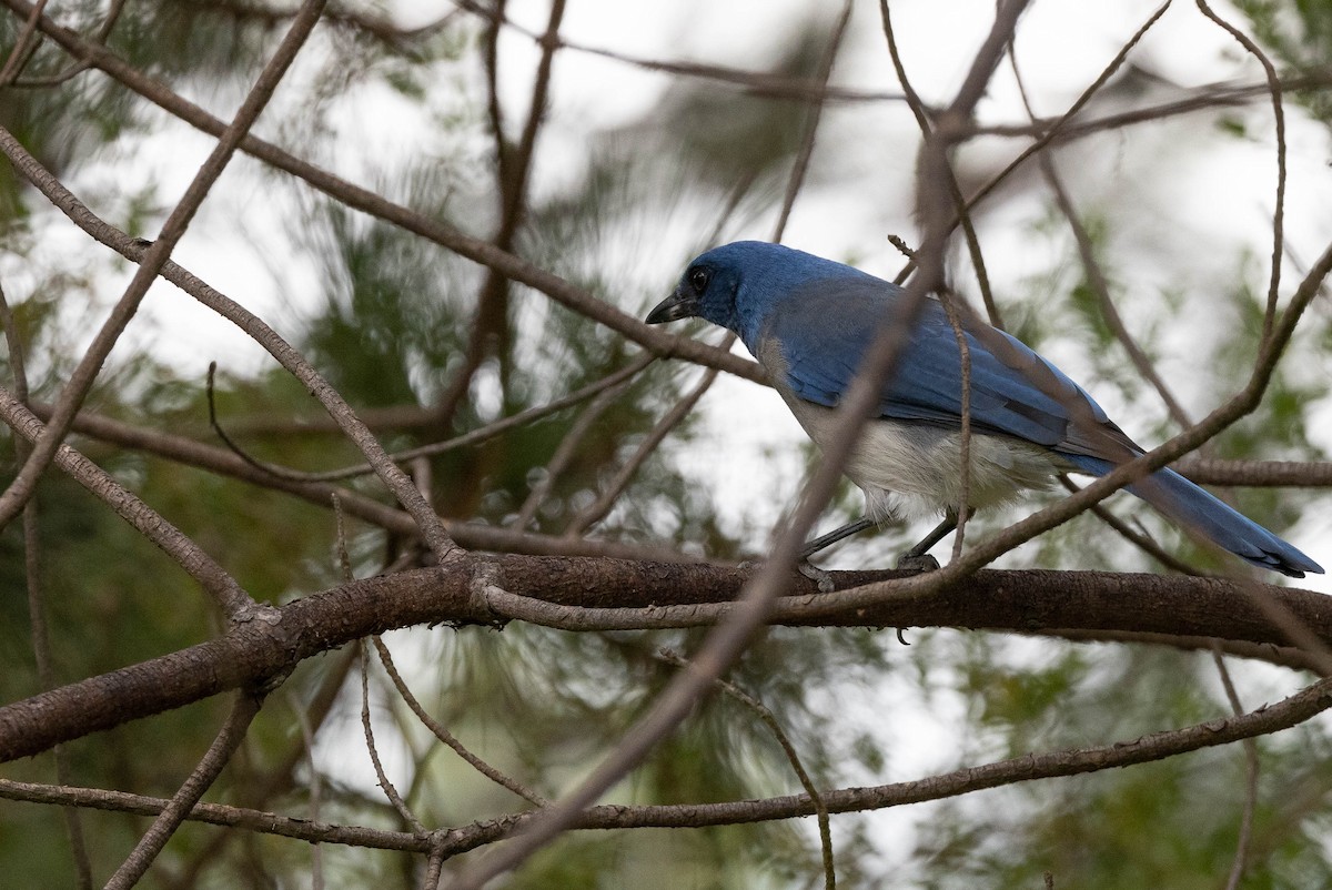 Transvolcanic Jay - Doug Gochfeld