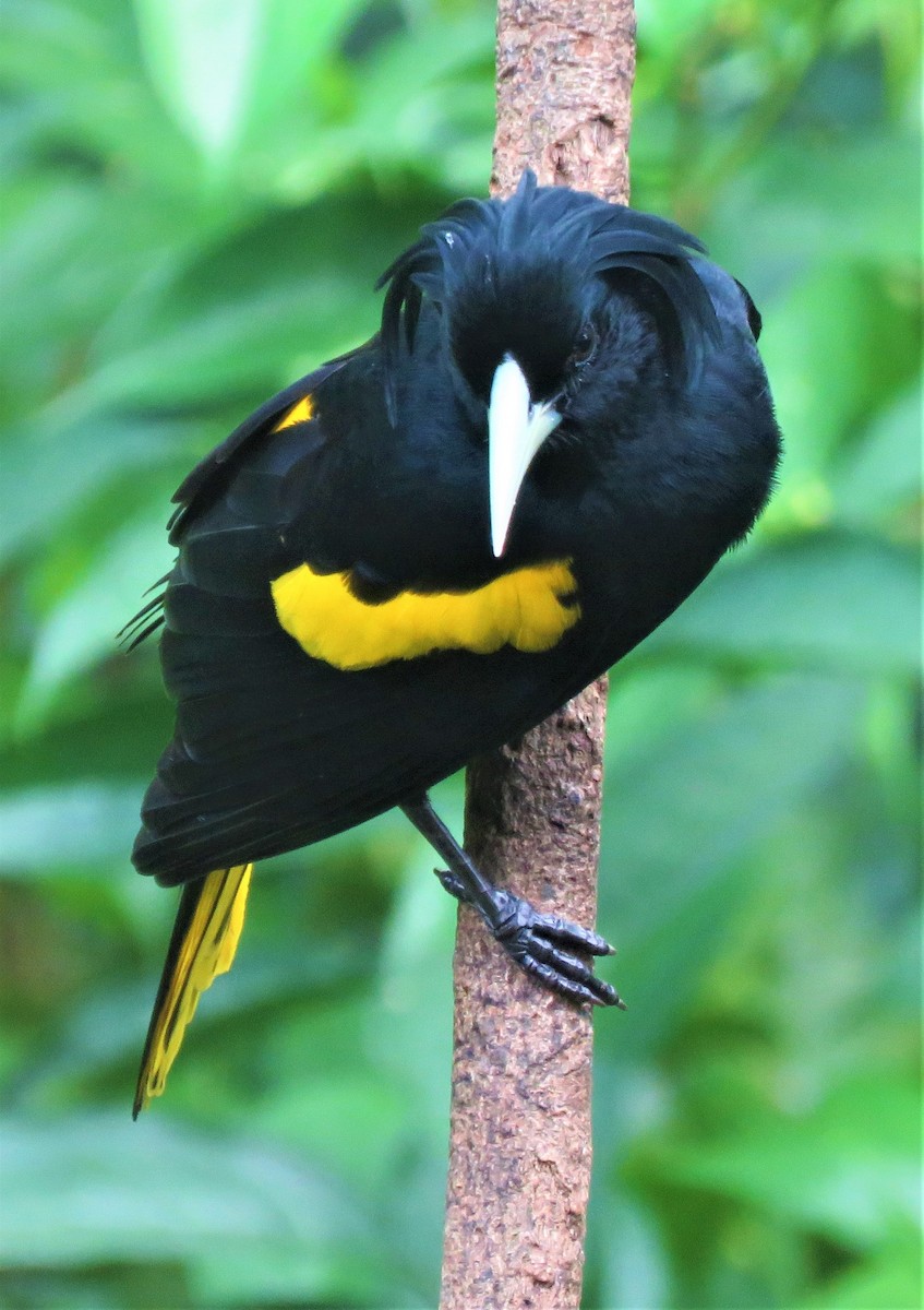 Yellow-winged Cacique - ML385839931