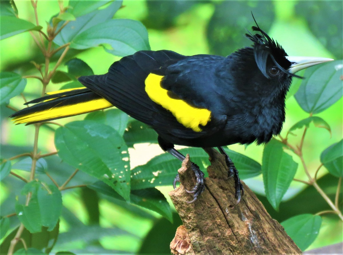 Yellow-winged Cacique - ML385839961