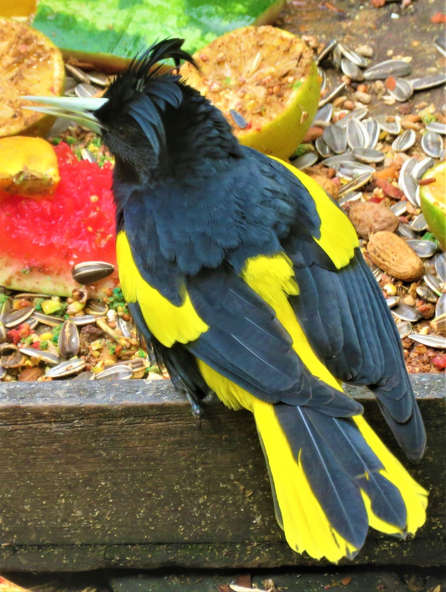 Yellow-winged Cacique - ML385839981