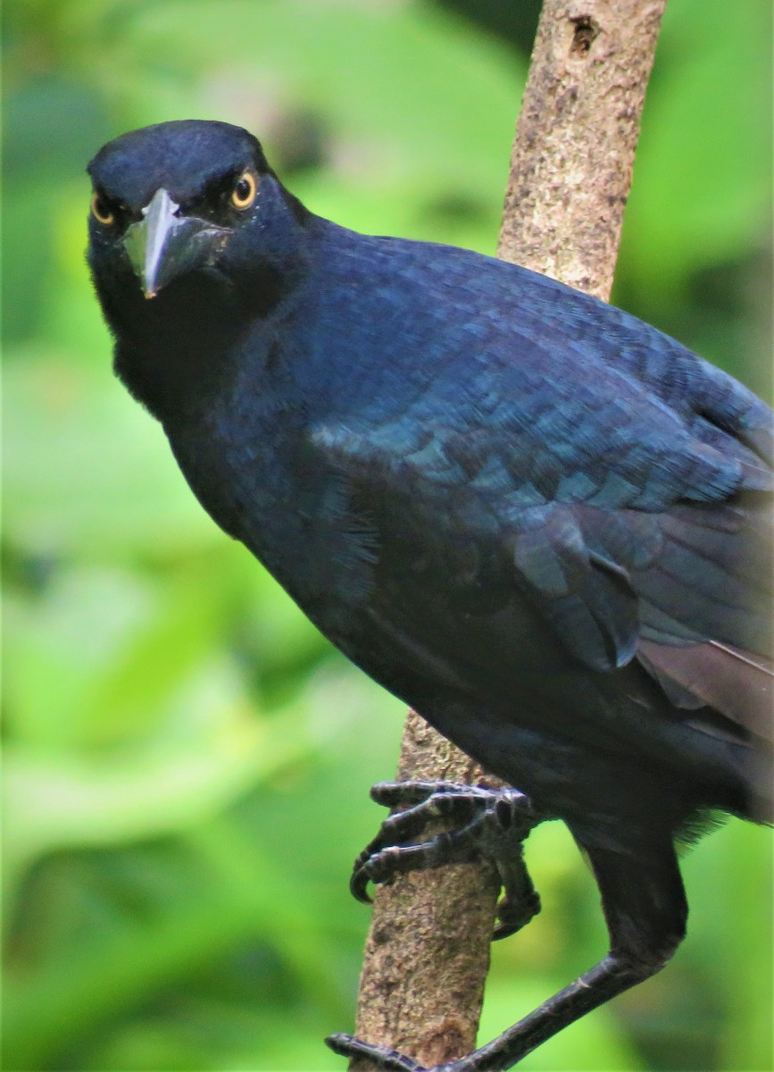 Great-tailed Grackle - ML385840641