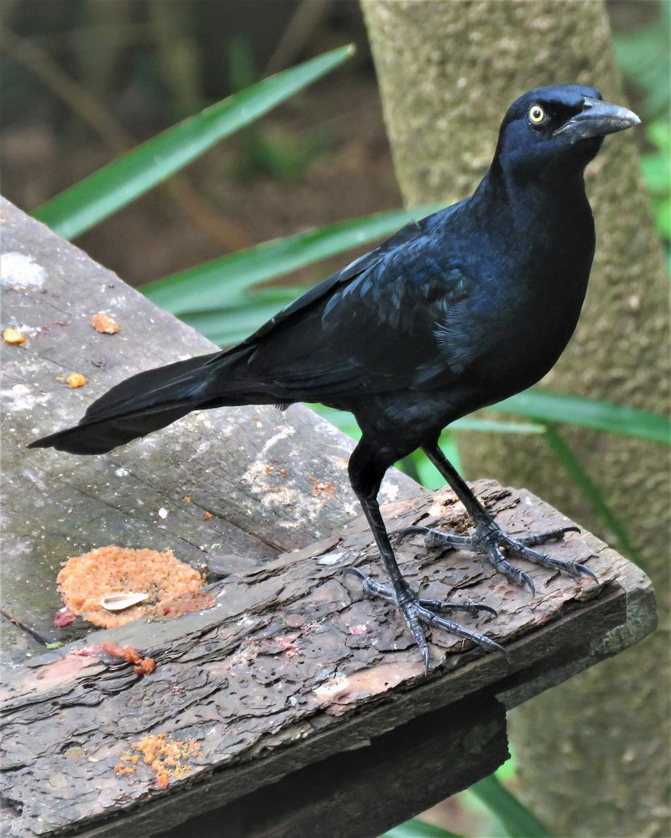 Great-tailed Grackle - ML385840651