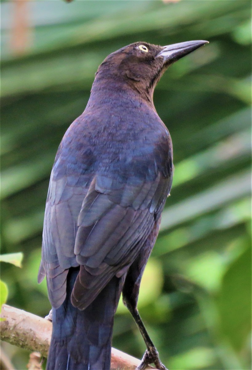 Great-tailed Grackle - ML385840741