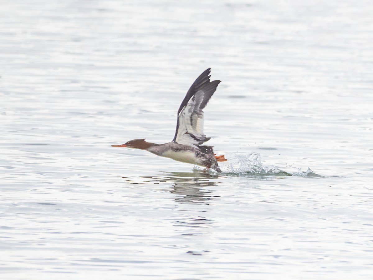 Red-breasted Merganser - ML385843821