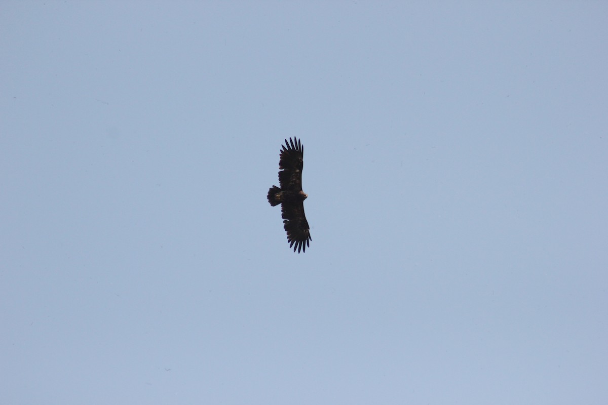 Greater Spotted Eagle - ML38584401