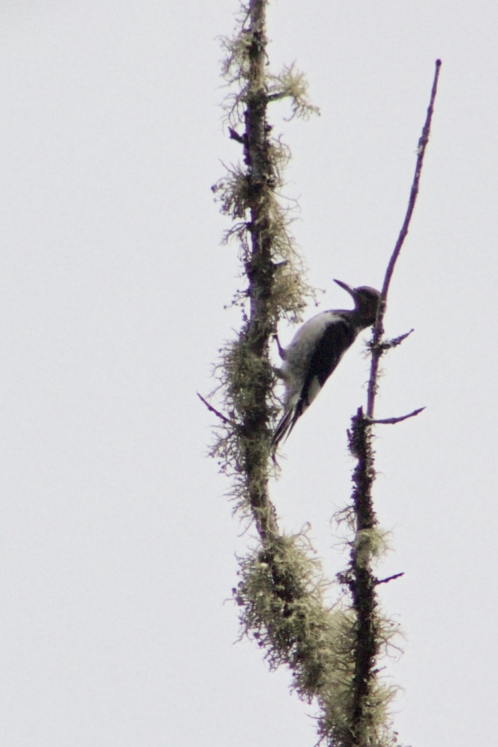 Red-headed Woodpecker - ML385846341