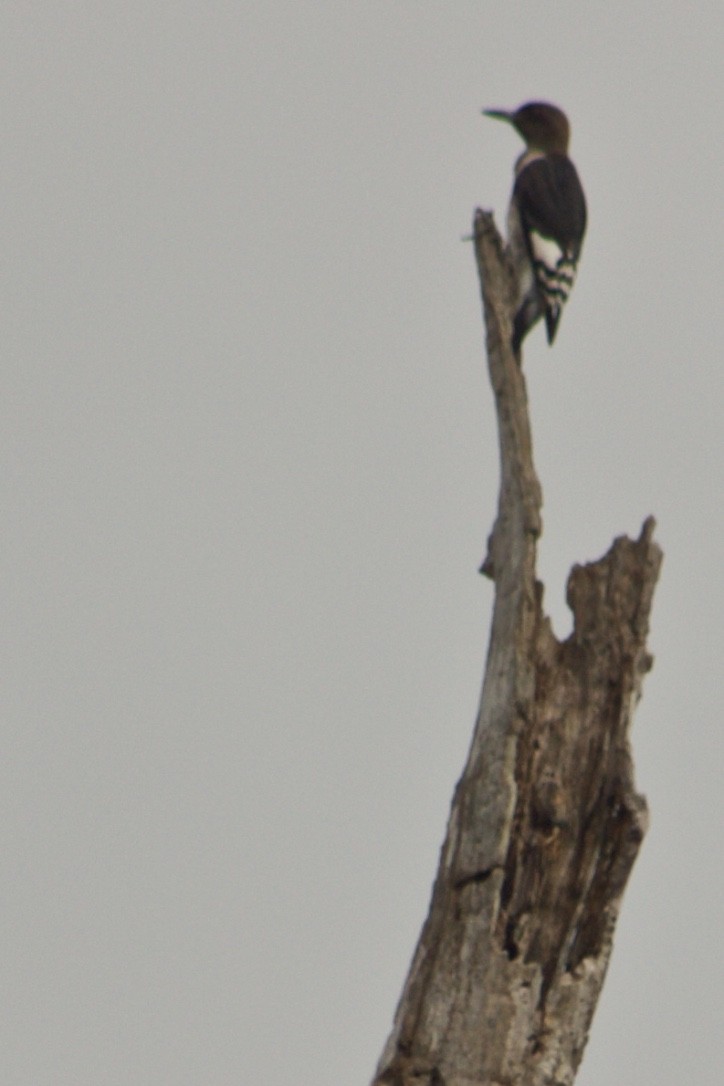 Red-headed Woodpecker - ML385846351