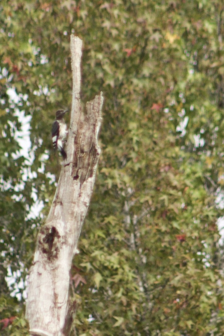 Red-headed Woodpecker - ML385846361