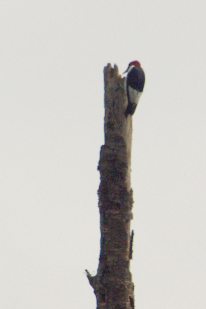 Red-headed Woodpecker - ML385846371